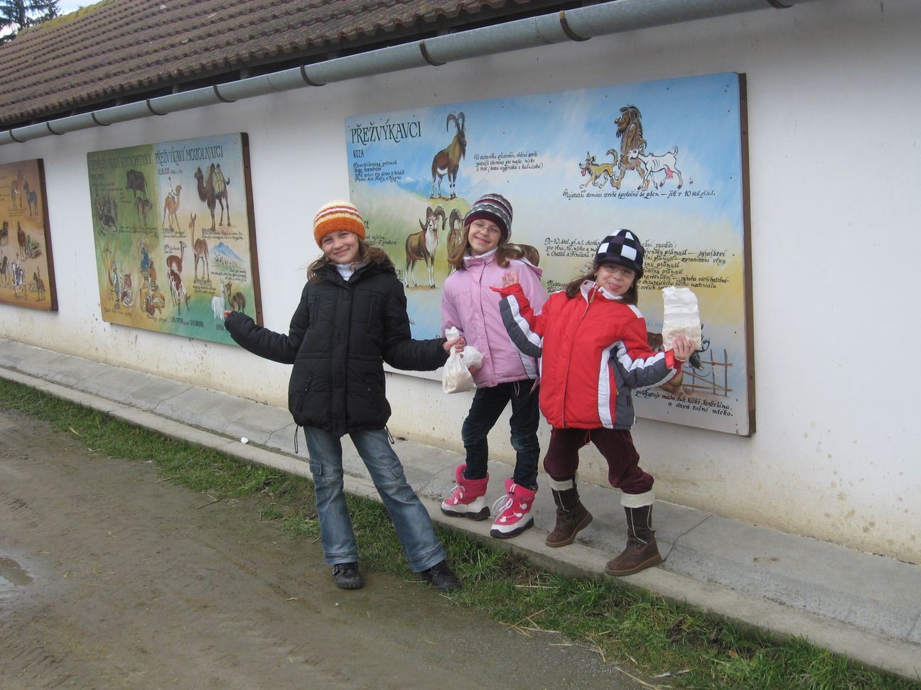 12_přežvýkavci.jpg